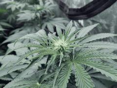Dutch Kush PS Flo (9)
