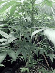 Dutch kush paradise seeds (8)