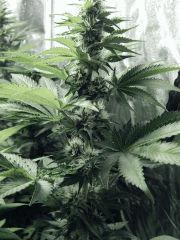 Dutch Kush Flo 19(7)