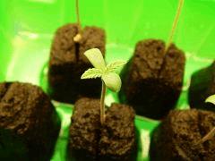 Paradise Seeds Opium (4)