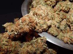 Harvest Dutch Kush Paradise Seeds (13)