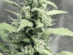 Flo25 Dutch Kush (18)