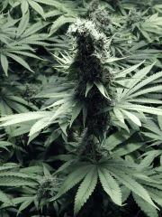 DK P Seeds (6)