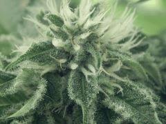 Flo25 Dutch Kush (29)