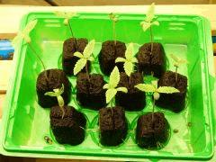 Dutch Kush Paradise Seeds  (8)