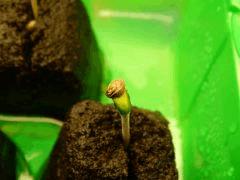 Paradise Seeds Opium (7)