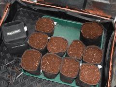 Dutch Kush Paradise Seeds  (21)