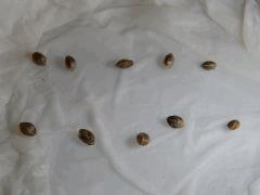 Paradise Seeds Dutch Kush (8)