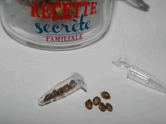 Paradise Seeds Dutch Kush (4)