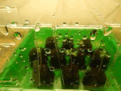 Paradise Seeds Opium (9)