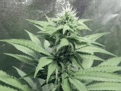 Dutch Kush Flo  13 (12)