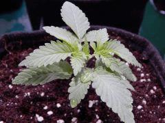 ParadiseSeeds DK (3)