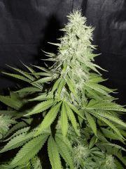 DK Paradise Seeds (23)