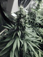 DK Paradise Seeds (2)
