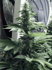 Dutch Kush Flo 19(6)