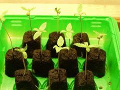 Dutch Kush Paradise Seeds  (2)
