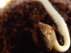 Paradise Seeds Dutch Kush (24)