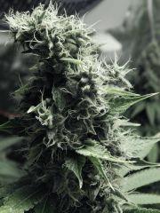 DK P Seeds (10)