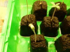 Paradise Seeds Opium (8)