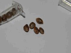 Paradise Seeds Dutch Kush (3)