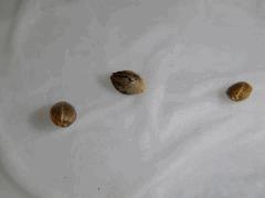 Paradise Seeds Dutch Kush (7)