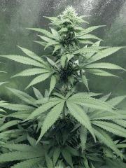 Dutch Kush Flo  13 (21)