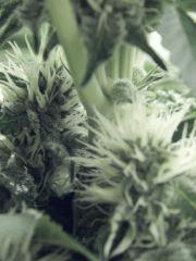 Dutch Kush Flo 19(13)