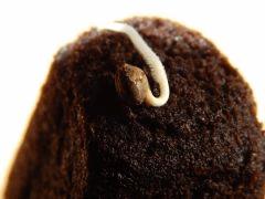 Paradise Seeds Dutch Kush (20)