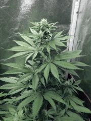 Dutch Kush Flo  13 (22)