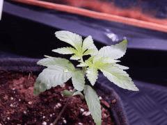 ParadiseSeeds DK (8)
