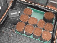 Dutch Kush Paradise Seeds  (5)