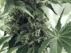 Flo25 Dutch Kush (14)