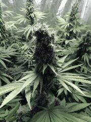 Flo 50 DK PS (9)