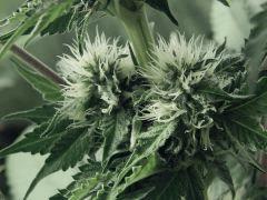 Dutch Kush Flo 19(11)
