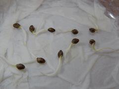 Paradise Seeds Dutch Kush (9)