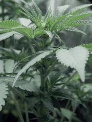 Dutch kush paradise seeds (7)