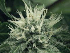 Flo25 Dutch Kush (17)