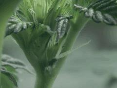 Dutch kush paradise seeds (16)