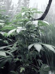 Dutch Kush PS Flo (5)