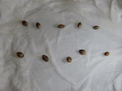 Paradise Seeds Dutch Kush (5)