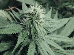 Dutch Kush Flo  13 (11)