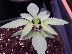 ParadiseSeeds DK (4)