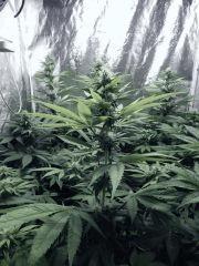 Dutch Kush Flo  13 (6)