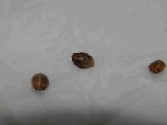 Paradise Seeds Dutch Kush (6)