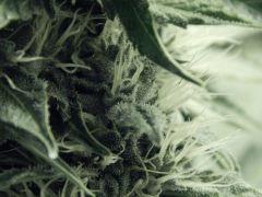 Flo25 Dutch Kush (15)