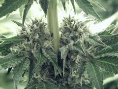 Flo25 Dutch Kush (12)