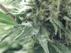 DK Paradise Seeds (12)