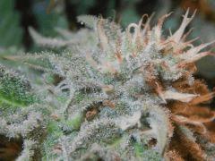 DK Paradise Seeds (34)