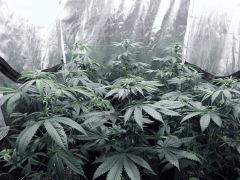 Dutch Kush PS Flo (2)