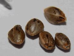 Paradise Seeds Dutch Kush (27)